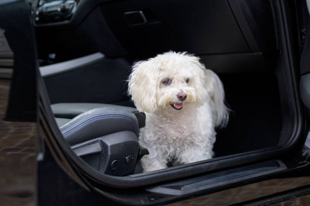 istock Happy puppy sits in the car 1507219950