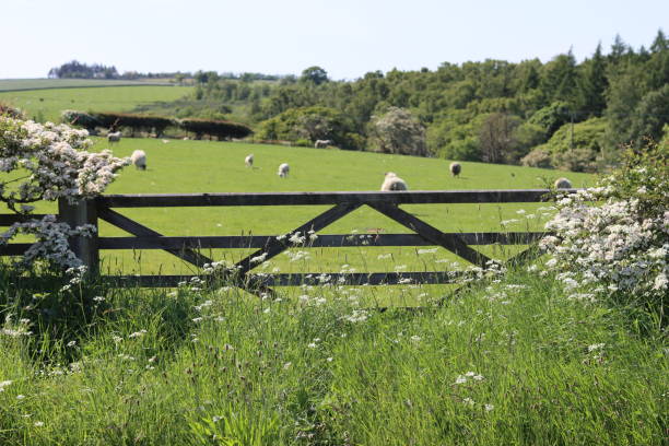 portão de fazenda de madeira cercado por uma borda de grama e flor de espinheiro branco, com ovelhas em um campo verde além - grass shoulder rural scene road wildflower - fotografias e filmes do acervo