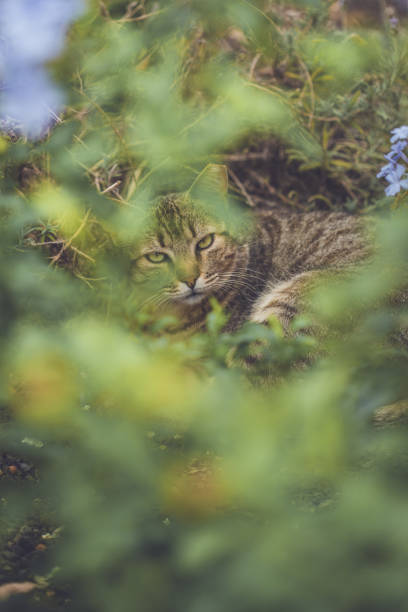 istock Tabby cat in the garden 1507220796