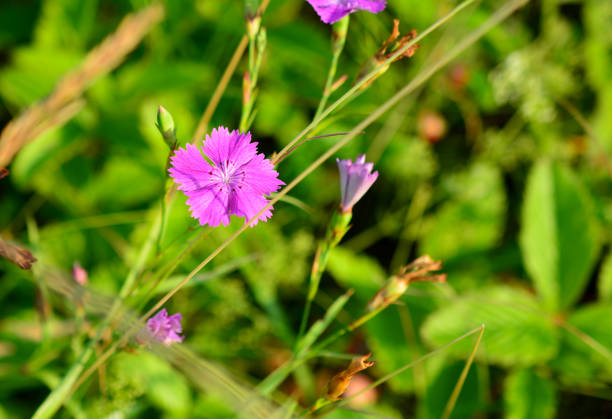istock blooming carnation flower on the sunset isolated, copy space 1507221815