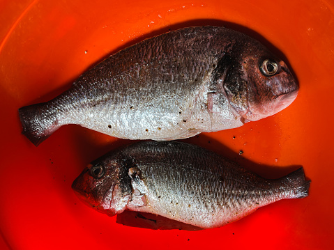 Raw peeled dorado fish for cooking. Fresh fish in a red bowl. Two fishes.