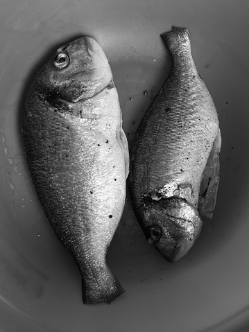 Raw peeled dorado fish for cooking. Black and white photography. Two fishes.