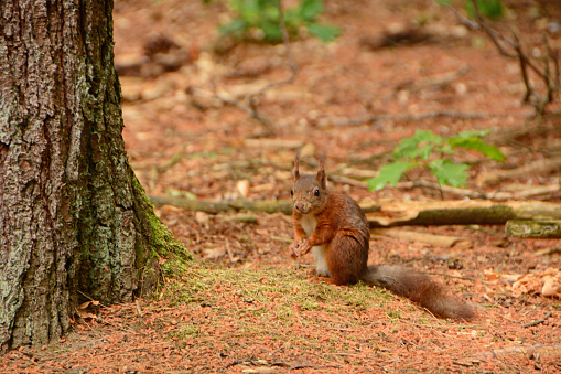 Sumer day in a forest: one Red squirrel sitting next to a tree and is looking at the camera.