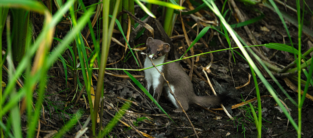 Stoat kit by the waters edge.
