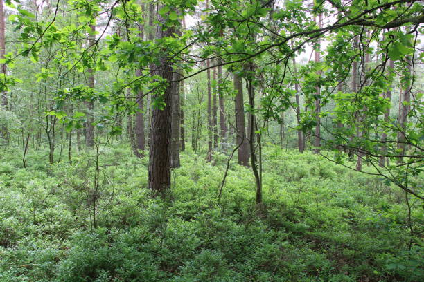 istock Peat bog in northern Germany 1507227078