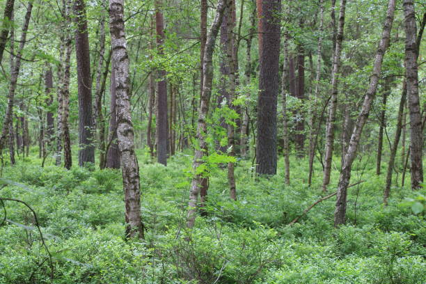 istock Peat bog in northern Germany 1507227089