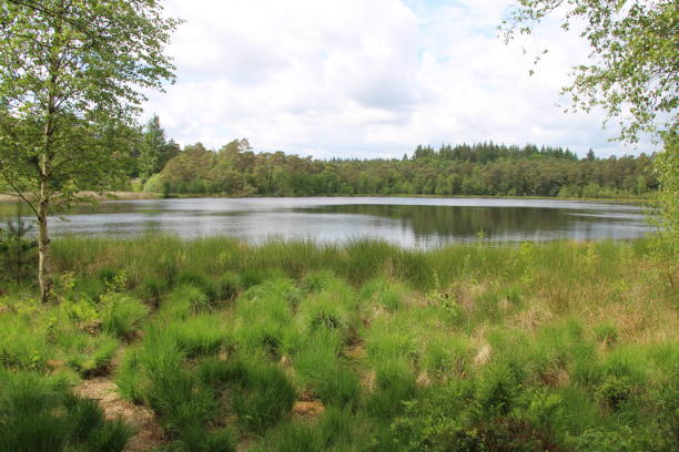istock Peat bog in northern Germany 1507227116