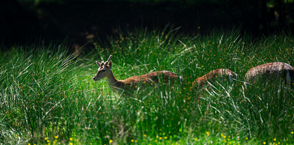Fallow Deer grazing in the long grass.