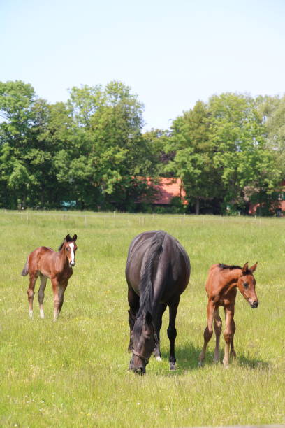 istock Mother horse and foal 1507227382