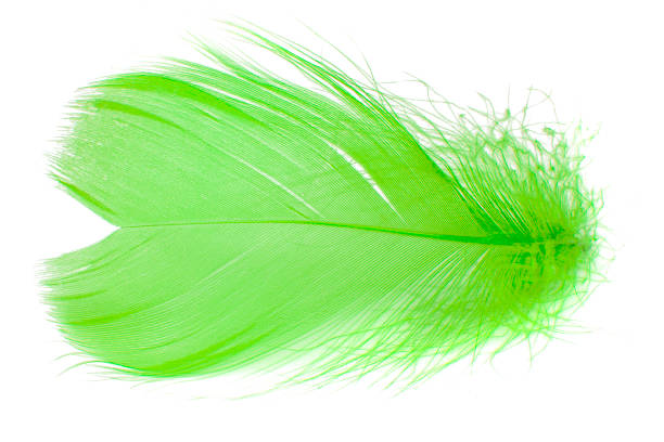 istock Elegant fluffy feather isolated on the white background 1507229248