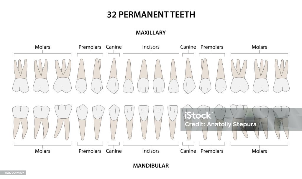 Molar Labeling Permanent Teeth Labeled Diagrame Stock Illustration - Download Image ...