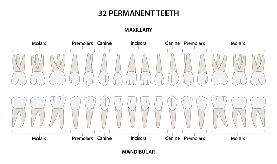 Permanent Teeth Labeled Diagrame Stock Illustration - Download Image ...