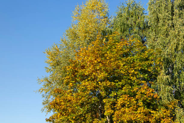 istock Birch forest with trees with yellow and green foliage 1507231247
