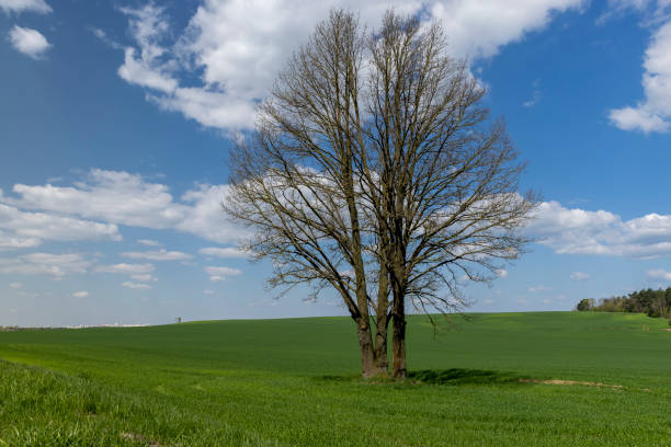 istock old tall maple in early spring without green foliage 1507231273