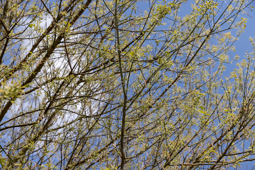 the green foliage of the ash tree in the spring season, the first spring foliage of the ash tree in the park