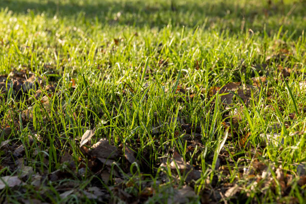 istock sunny green grass and small yellow flowers in the forest 1507231663