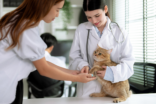Veterinarian examines the cute cat and gives him an annual vaccination.