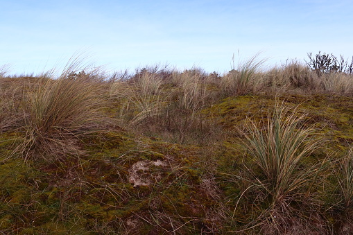 Dune vegetation behind the beach on the coast of the Authie Bay