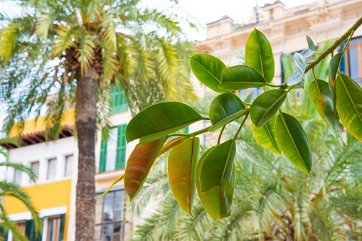 Succulent in front of palm trees in a public park in Santa Cruz which is the main city on the Spanish Canary Island Tenerife