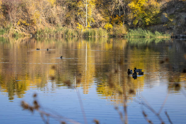 istock Group wild mallard duck swimming in the river. 1507261373