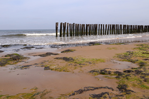 Mussel stakes on the coast of Wissant in the north of France
