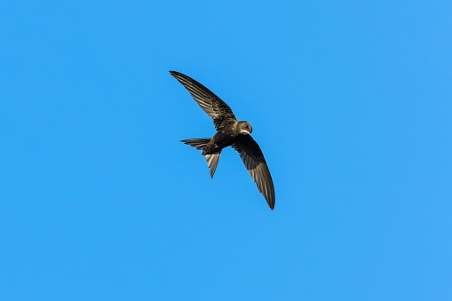 a white dove soaring high to blue sky with spread wings