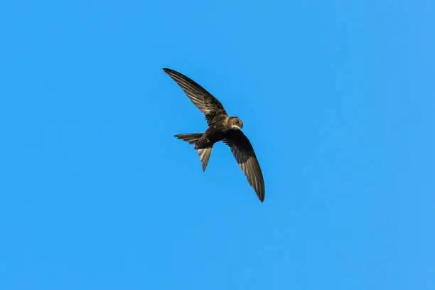 Swift Fly How Fast Can A Swift Fly With A Coconut? Pictures | Download Free ...