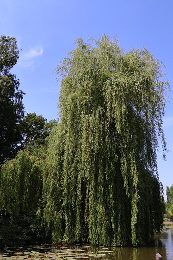 Large, lush, green willow on the banks of the river. Willow branches sink to the water. Nature, quiet, clear summer day, green trees and shrubs near the lake.