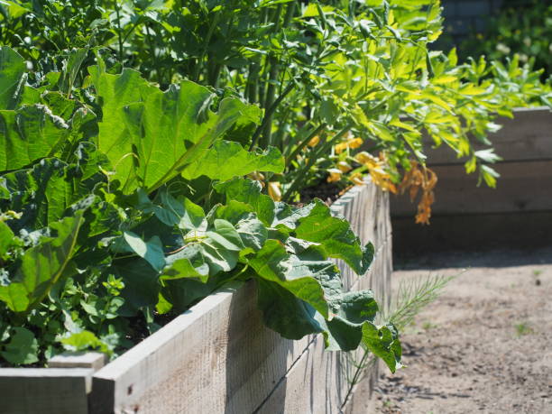 istock Vegetables in garden raised bed 1507278546