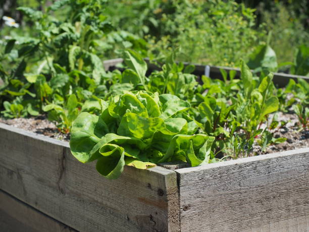 istock Head lettuce in garden raised bed 1507281352