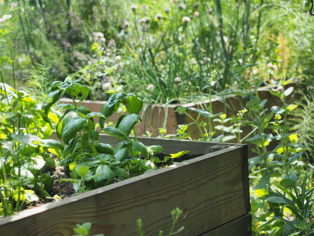 istock Vegetables in garden raised bed 1507285148