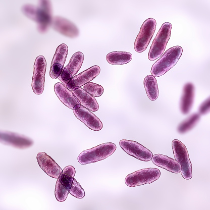 Aeromonas bacteria, 3D illustration. A Gram- negative, rod-shaped bacillus associated with septicaemia, pneumonia and gastroenteritis in humans.