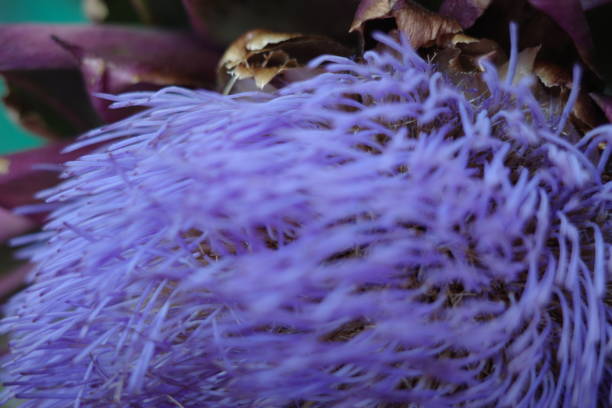 Artichoke Flower stock photo