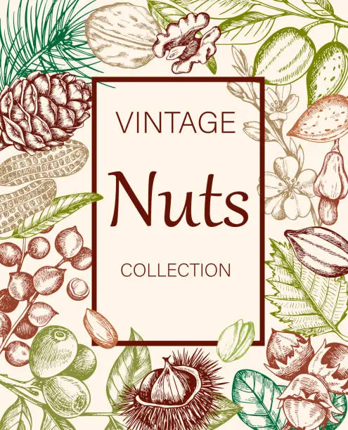 Vector illustration of Vintage background with various nuts.