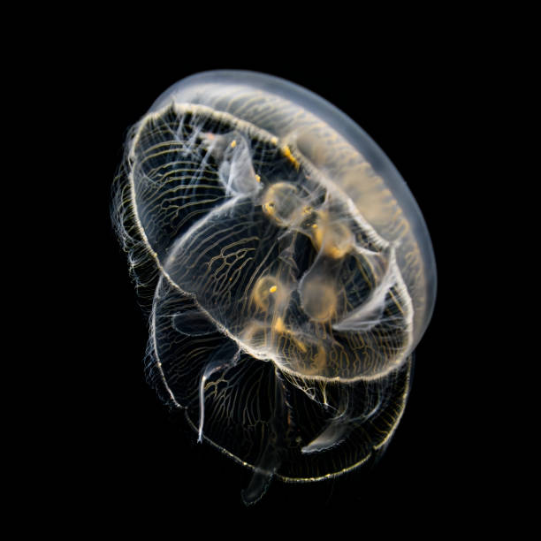 Close-up of two moon jellyfishes against black background.