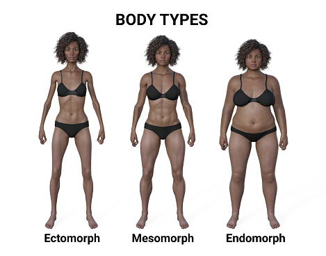 A 3D illustration of a female body showcasing three different body types - ectomorph, mesomorph, and endomorph, highlighting the unique characteristics of each body type.
