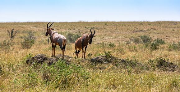 At a high vantage point, two topi antelopes stand with their backs turned to each other, keeping a vigilant watch over the Savannah, alert for any approaching predators.
