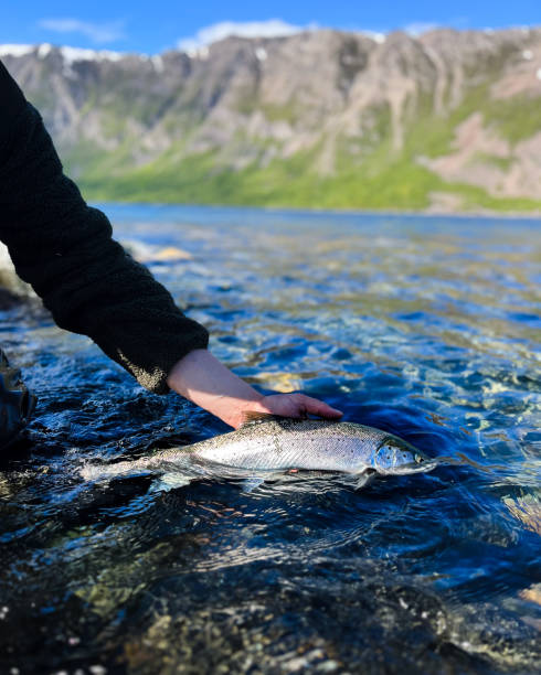 istock Sea trout from Northern Norway 1507305394