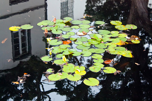 Close-up view of water lily in pond and reflections in Sao Miguel island, Azores, Portugal.