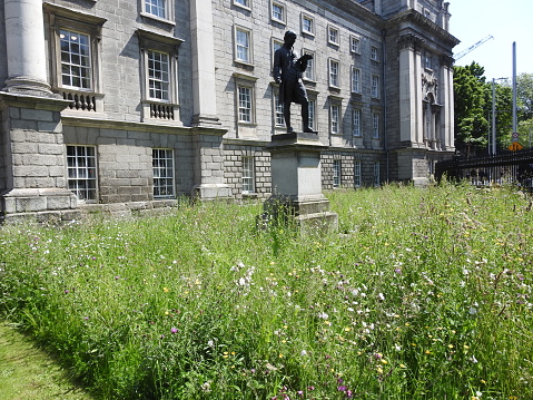 29th May 2023, Dublin, Ireland. Wild flower meadow garden outside Trinity College on College Green, Dublin city centre.