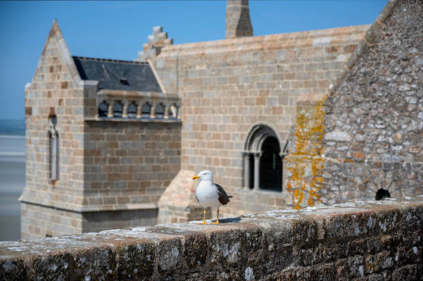 seagull on the monastry island of Mont Saint-Michel in the Normandy, France