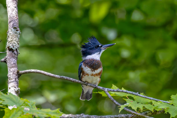 The belted kingfisher (Megaceryle alcyon) Migration bird native to North America. The kingfisher is often seen perched on trees, posts, or other convenient vantage points near the water.