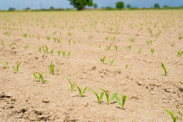istock Close up low angle view at row of young corn stalks at field spring time. 1507369791