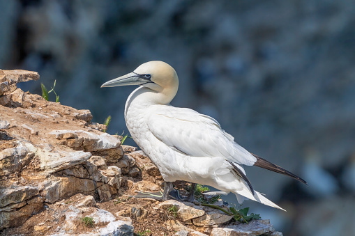 Gannets on Bempton cliffs, Flamborough Head