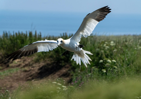 Gannets in flight at Bempton cliffs, Flamborough Head