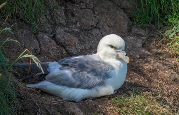 Fulmar on its nest at Bempton cliffs Fulmar on its nest at Bempton cliffs, Flamborough Head fulmar stock pictures, royalty-free photos & images