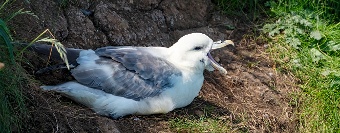 Fulmar on its nest at Bempton cliffs, Flamborough Head