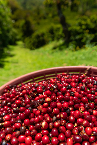 Cherry Coffee beans in basket, fresh Arabica coffee berries, Organic coffee farm - stock photo