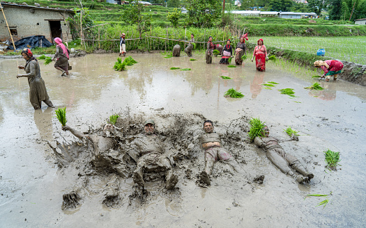 Farmer playing mud and planting paddy seed on Asar 15 paddy festival during monsoon season in Kathmandu,  Nepal, on  Friday June 30, 2023
