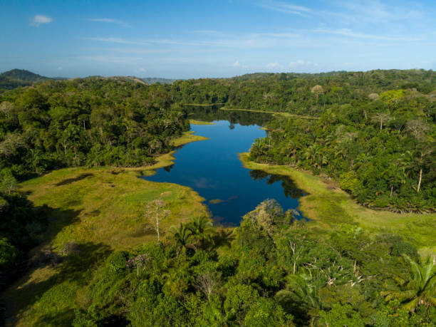 Tropical Rainforest in Panama - stock photo Aerial shot of tropical rainforest, Soberania National Park, Panama Canal, Panama - stock photo soberania national park stock pictures, royalty-free photos & images